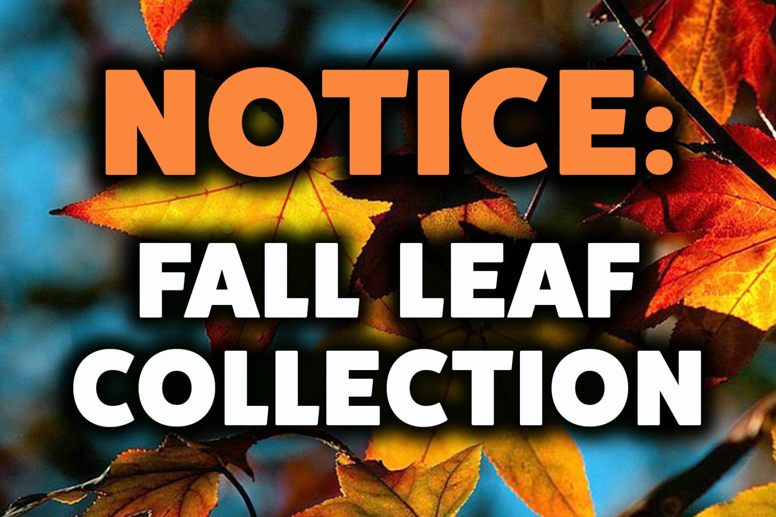 Fall Leaf Collection 2022